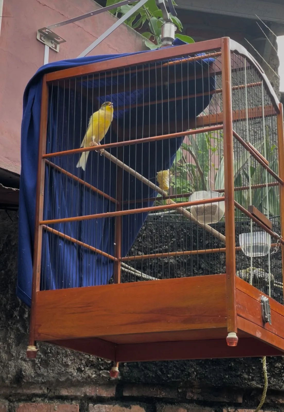 Perawatan Kenari Harian agar Rajin Gacor dan stabil